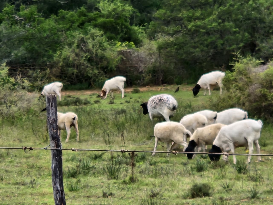 Commercial Property for Sale in Somerset East Rural Eastern Cape